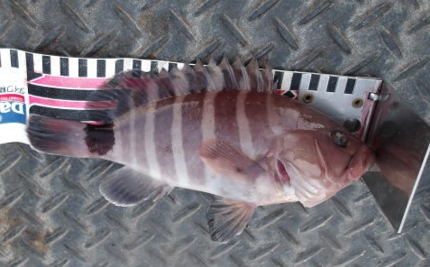 2025年8月1日（金）