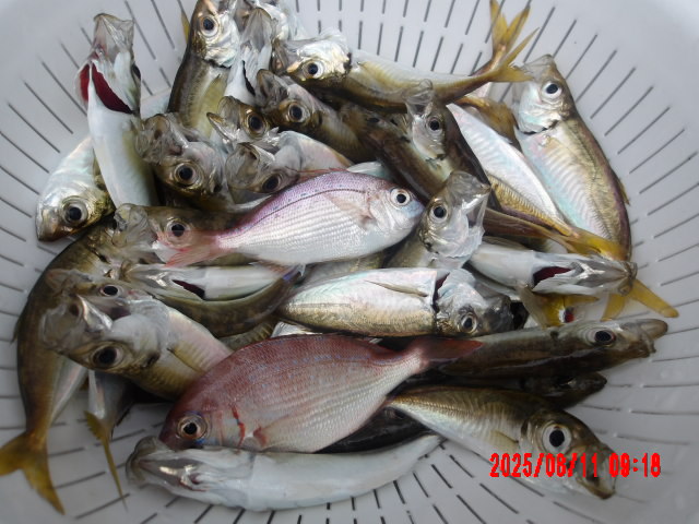 2025年8月11日（月）