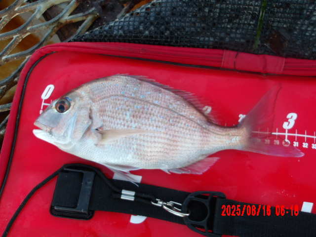 2025年8月16日（土）