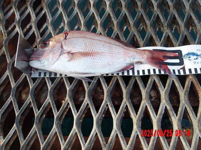 2025年8月25日（月）