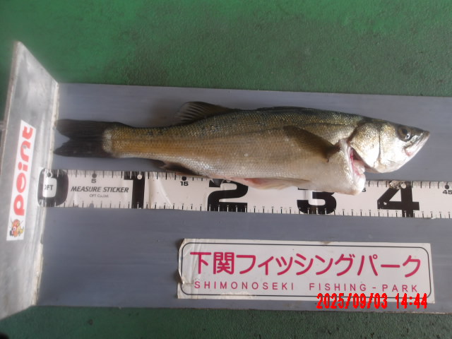 2025年9月3日（水）