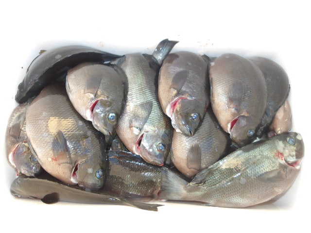 2025年10月11日（土）