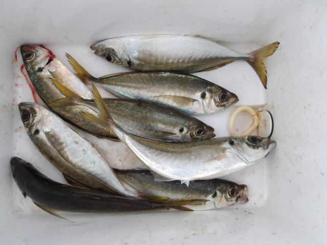 2025年11月5日（水）