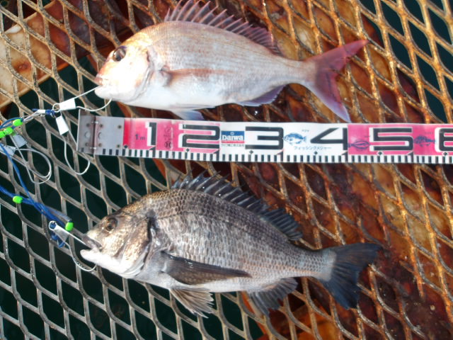 2025年11月22日（土）