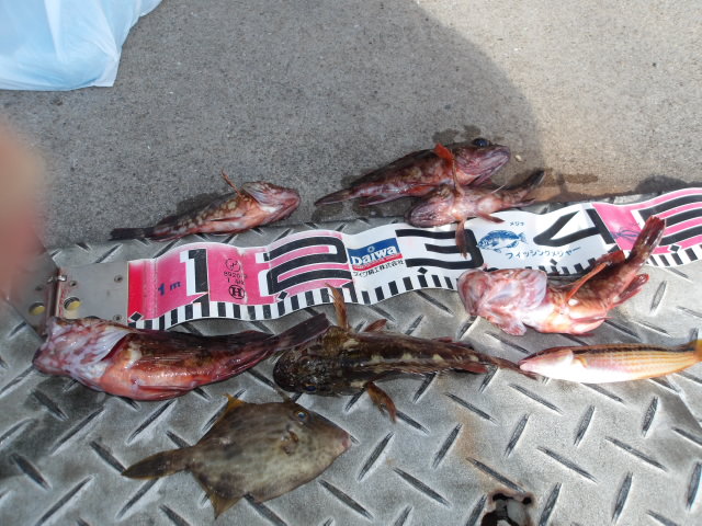 2025年11月30日（日）