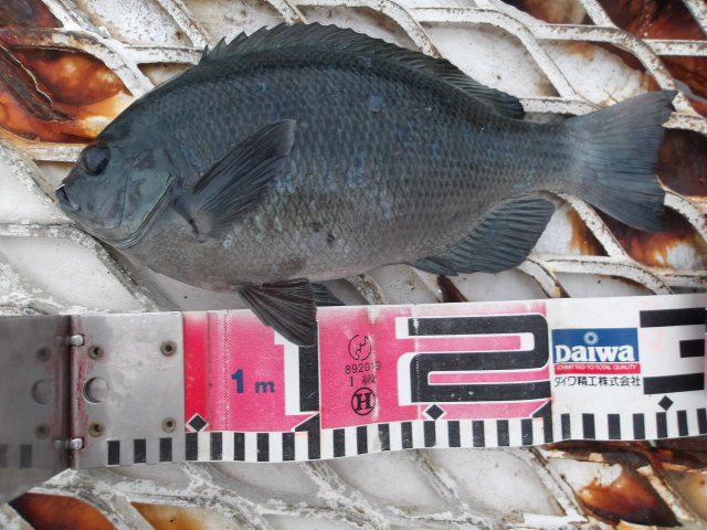 2025年12月13日（土）