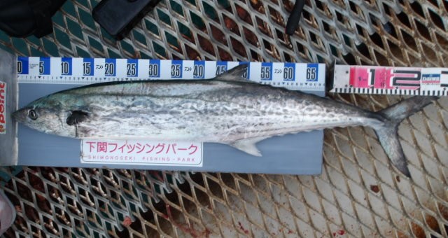 2025年12月15日（月）