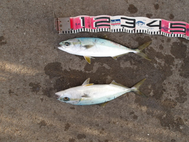 2026年1月9日（金）