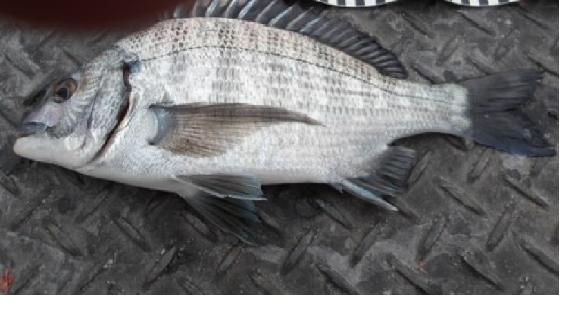 2026年1月12日（月）