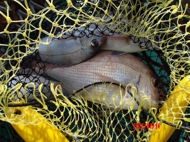 2026年1月14日（水）