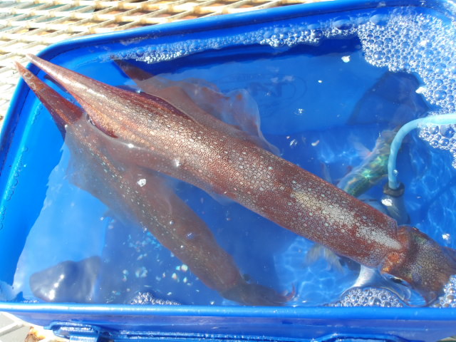 2026年3月7日（土）