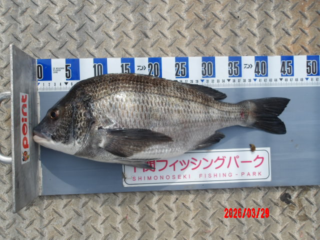 2026年3月29日（日）