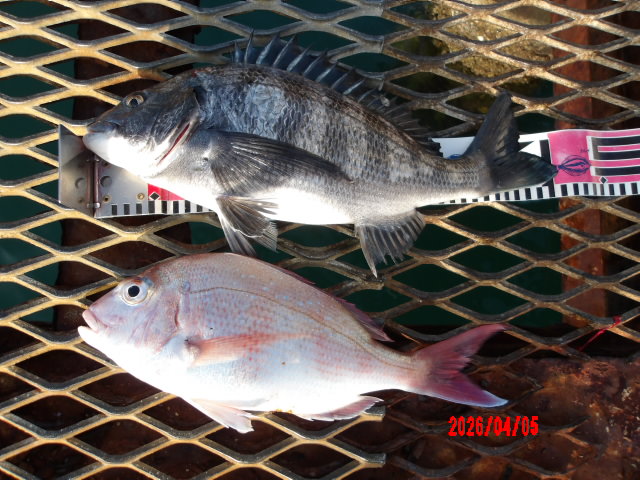 2026年4月5日（日）