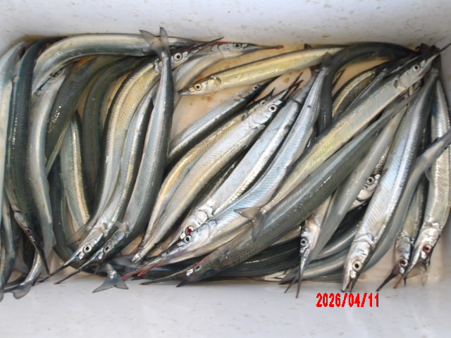 2026年4月11日（土）