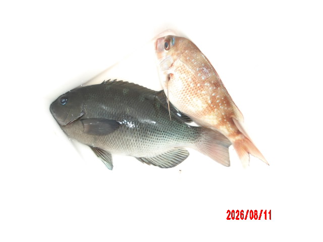 2026年8月11日（火）