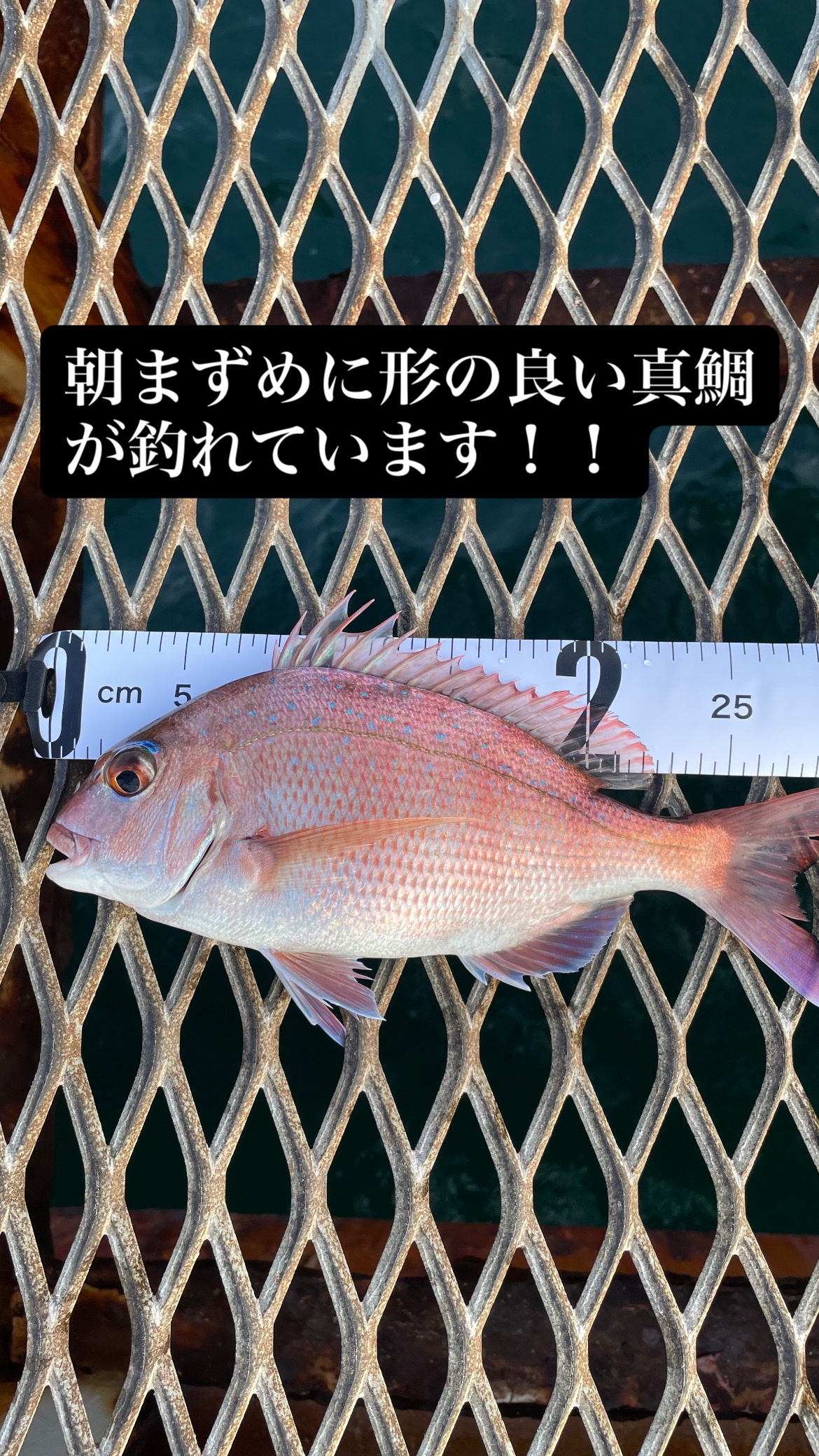 2026年10月11日（日）
